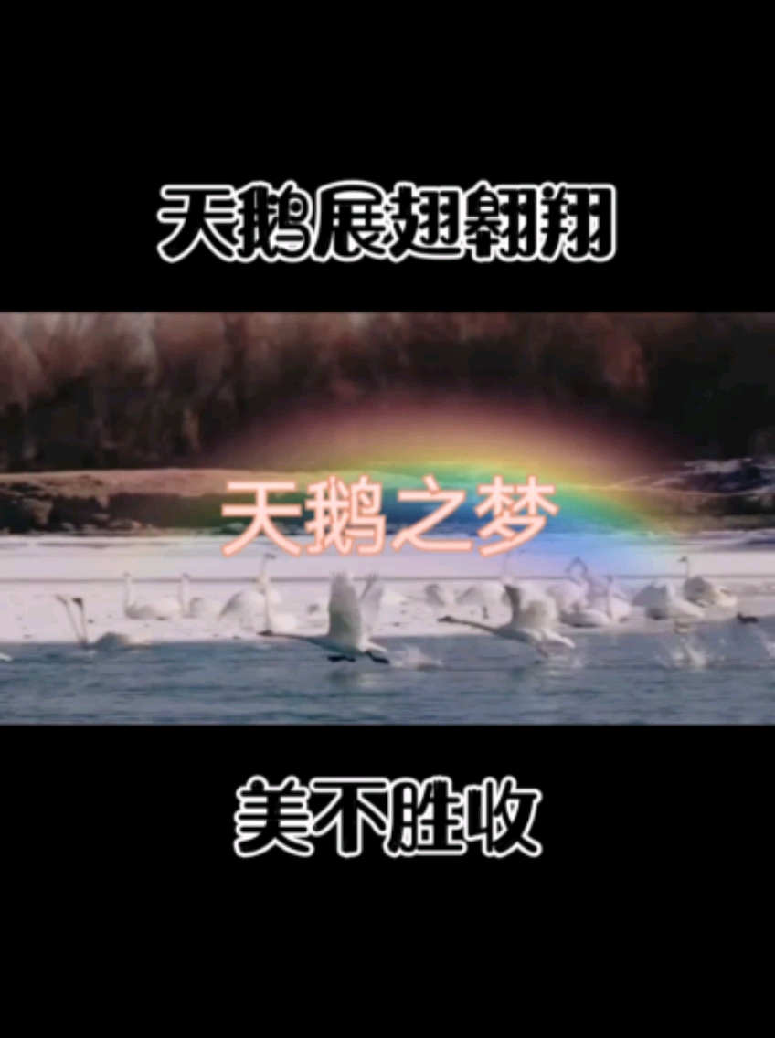 #旅游进行时#看着天鹅飞翔,听着优美的歌声,有一丝的感动