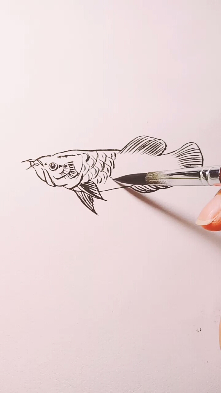 #这是高手#金龙鱼白描画法