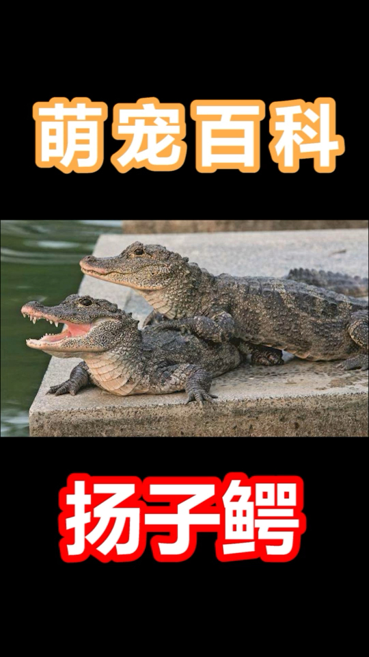 #家有萌宠#鳄鱼里最胆小最害羞的扬子鳄,你见过吗