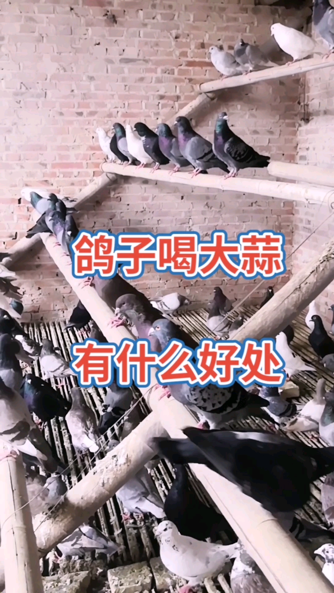 #大体肉鸽养殖#大蒜泡水喂鸽子有哪些好处?