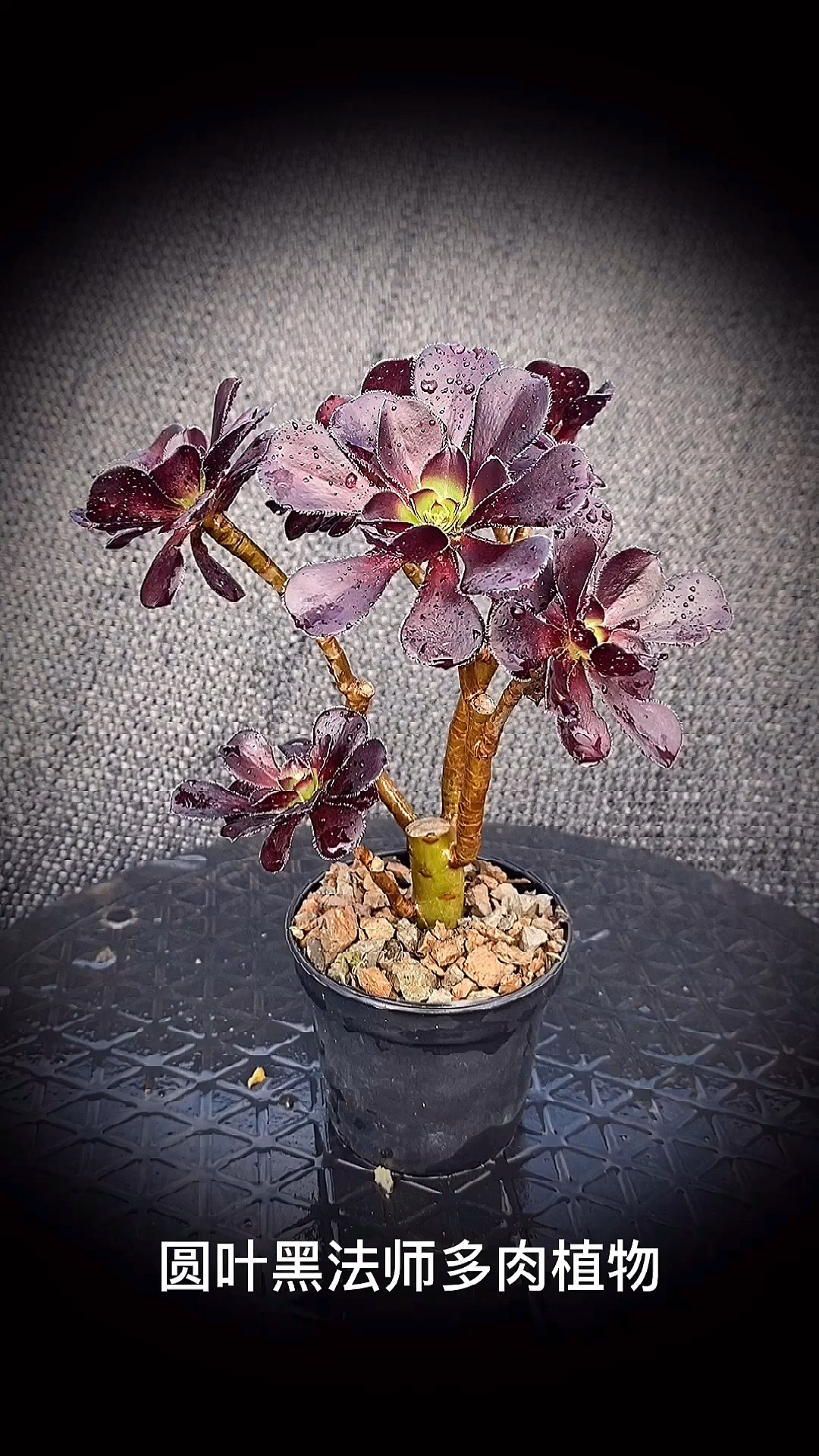 #有一种可爱叫多肉!#圆叶黑法师多肉植物:是景天科莲花掌属的多肉植物。