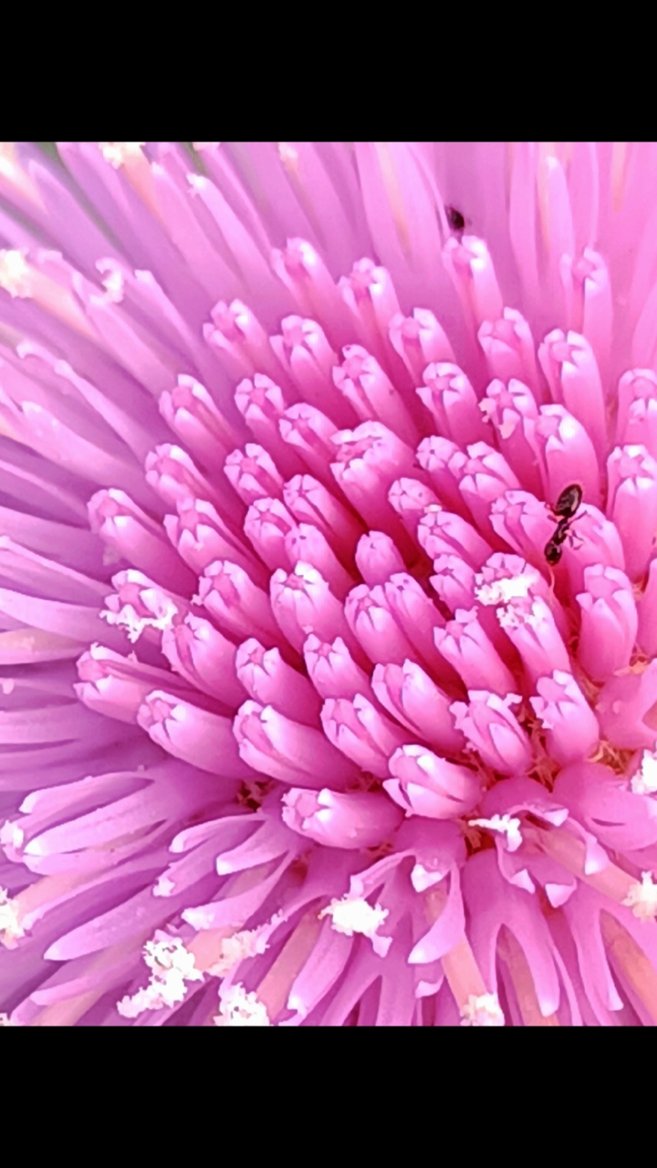 你认识它吗?它是小蓟的花我们叫刺刺儿菜。