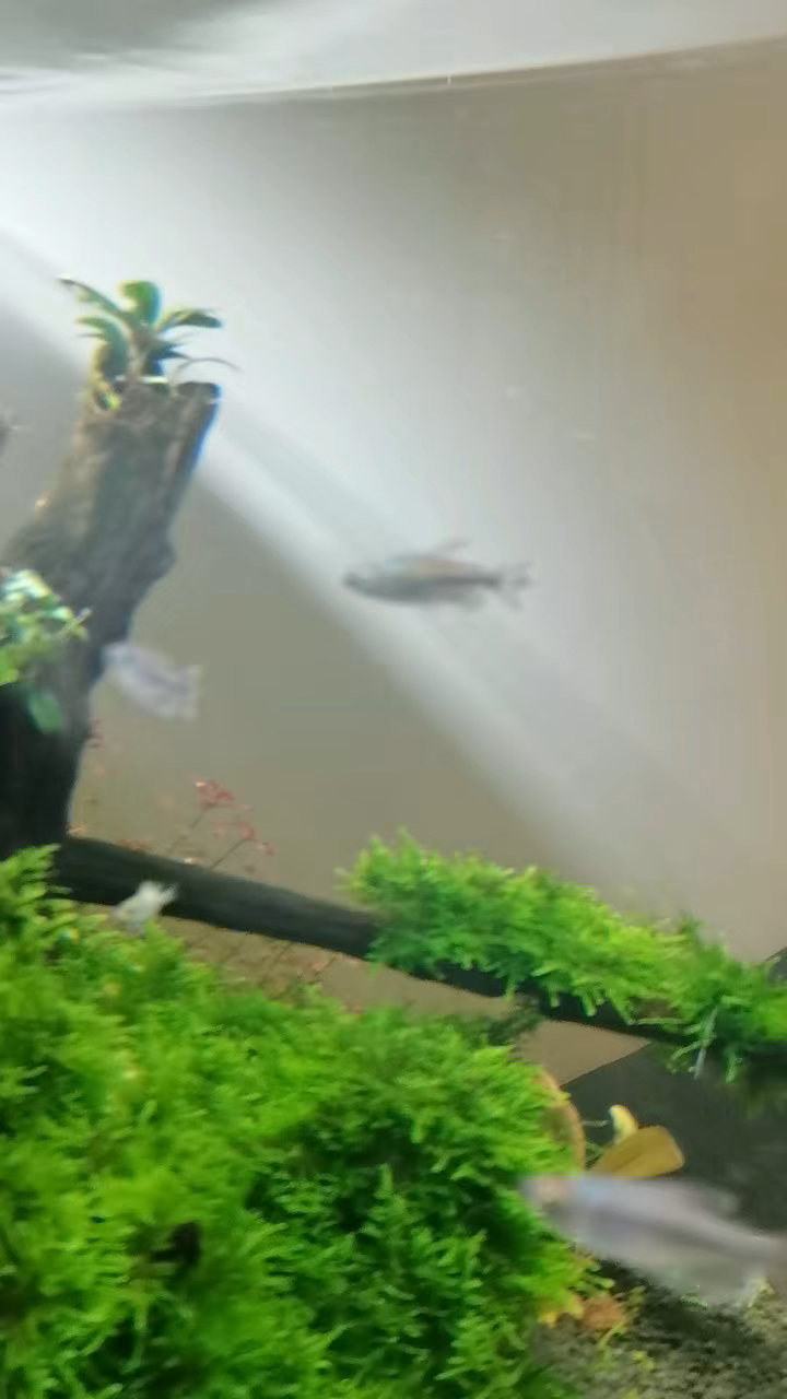 诗画入心的美.......