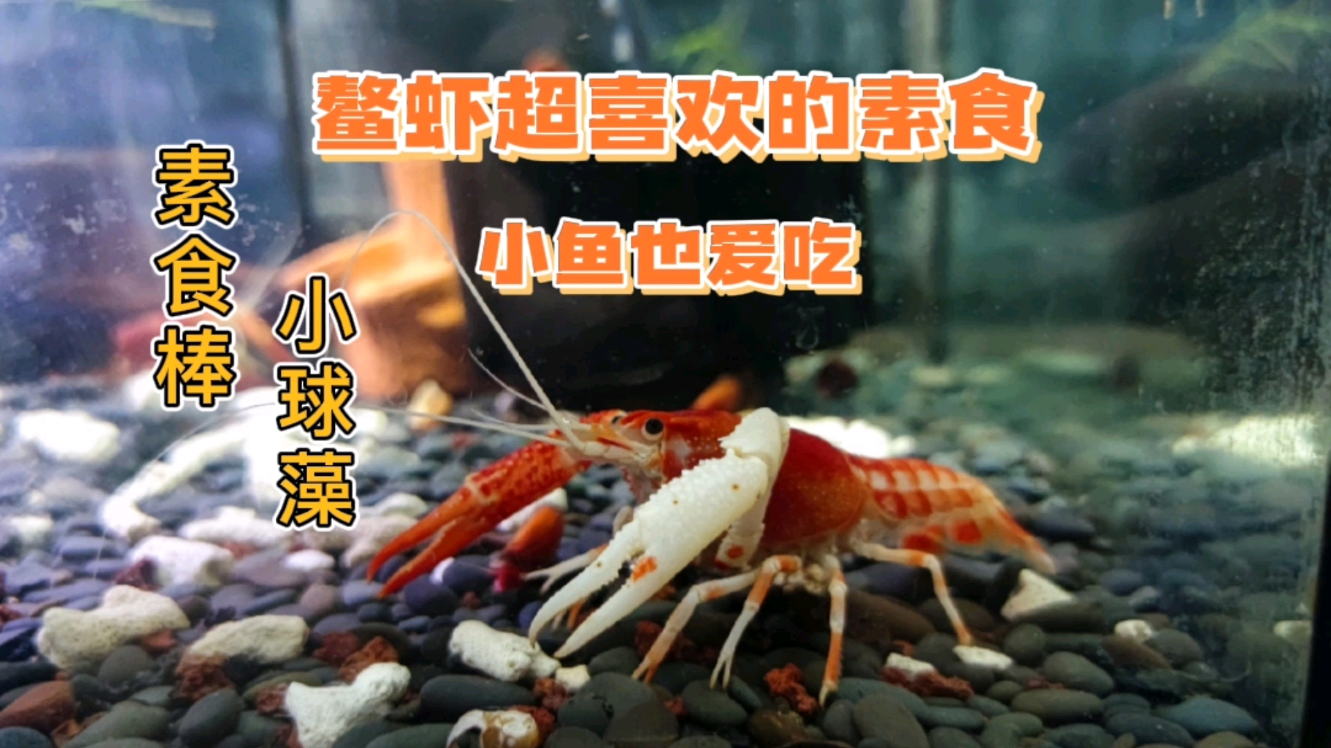 #记录生活#过年了这些虾不但没端上餐桌,还顿顿大鱼大肉,喂点素食清清肠胃