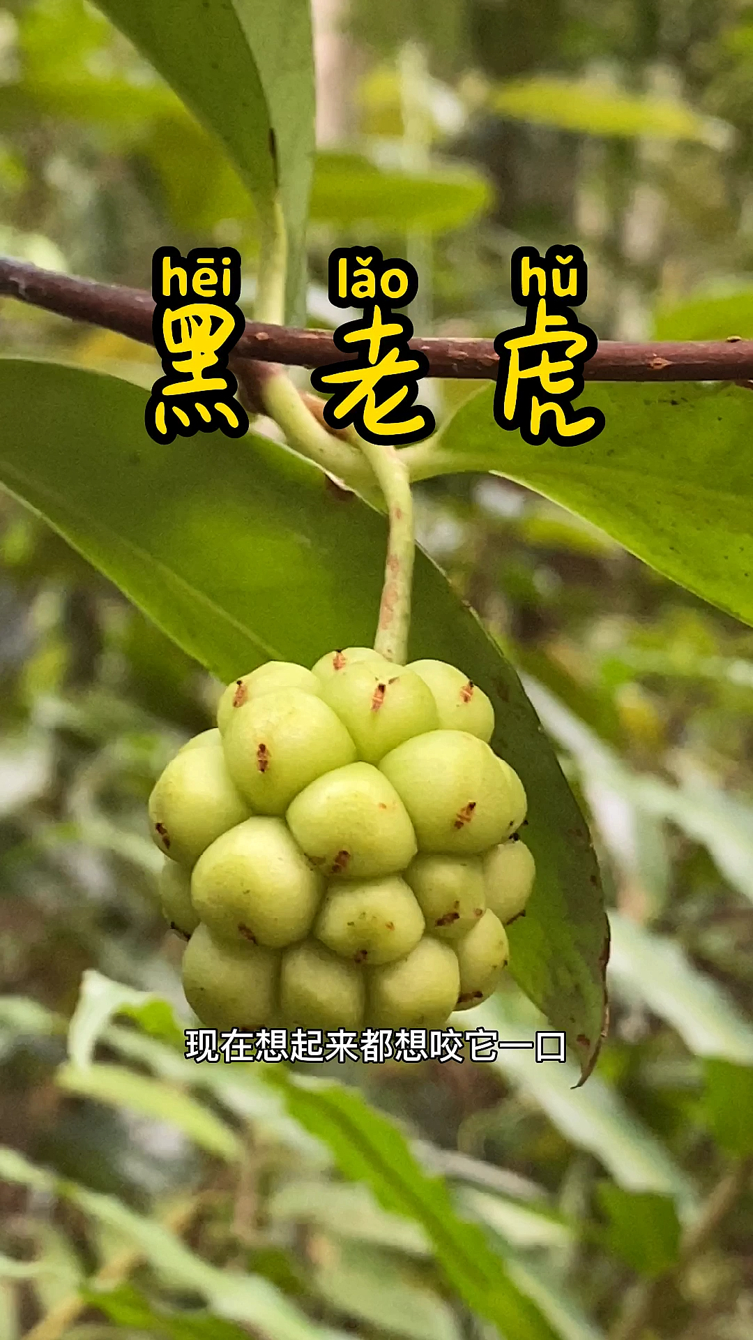 果子成熟后很甜,根部和藤可以泡酒
