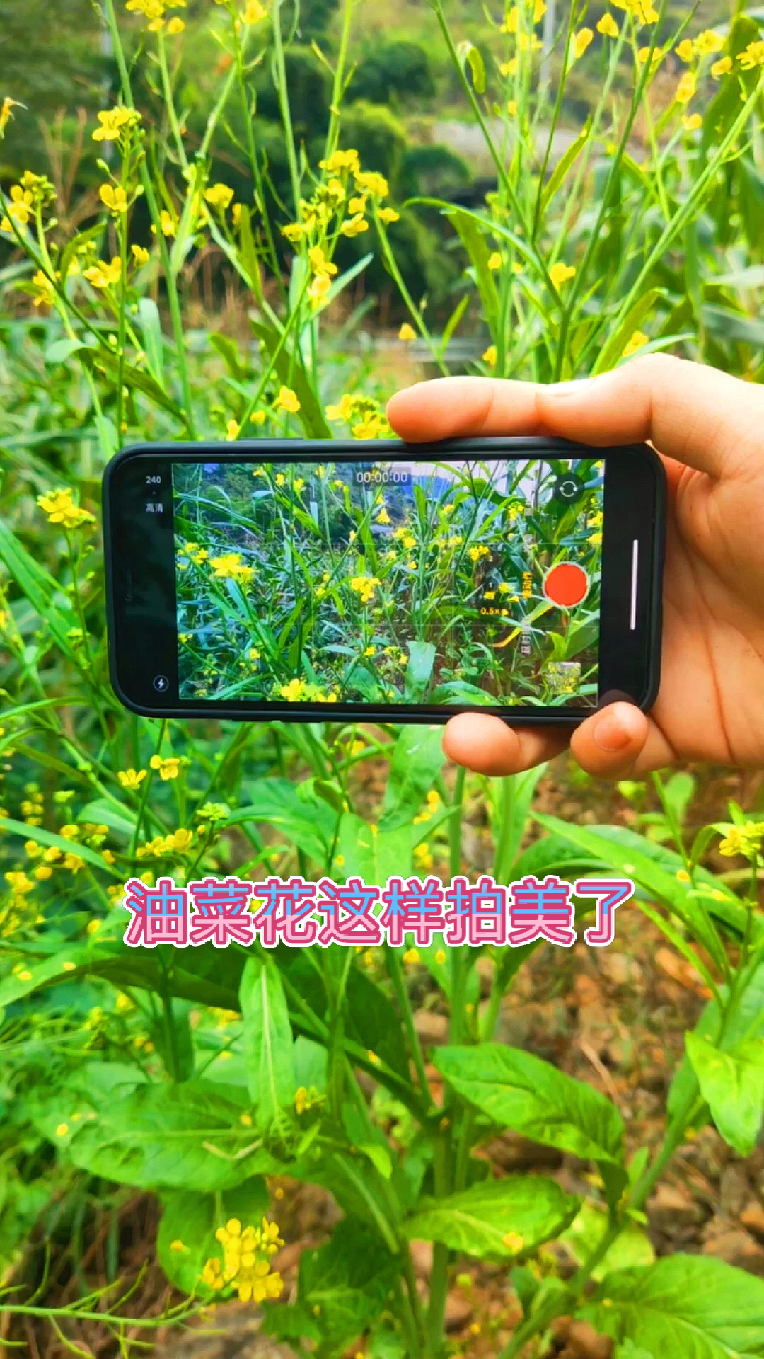#手机摄影#时间过得好快转眼间又到油菜花盛开的季节了,今年你都收获了啥?
