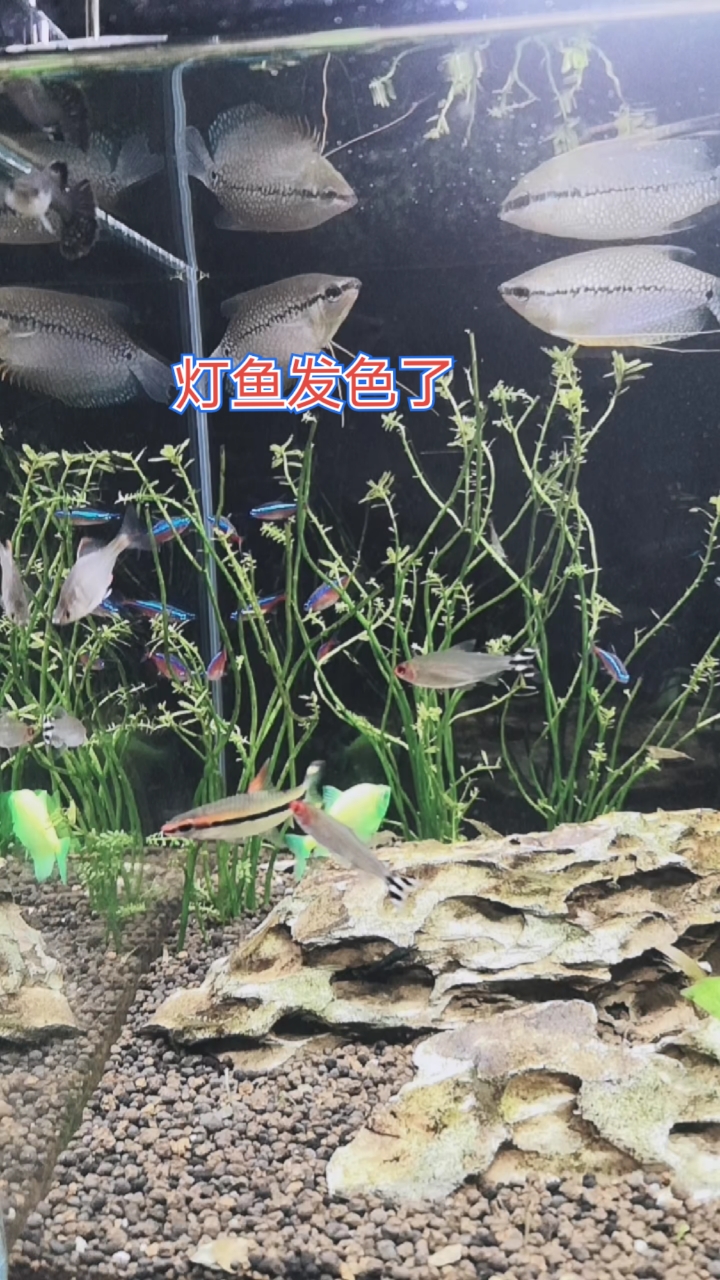 养了两个半月的热带灯鱼,颜色越来越鲜艳了。