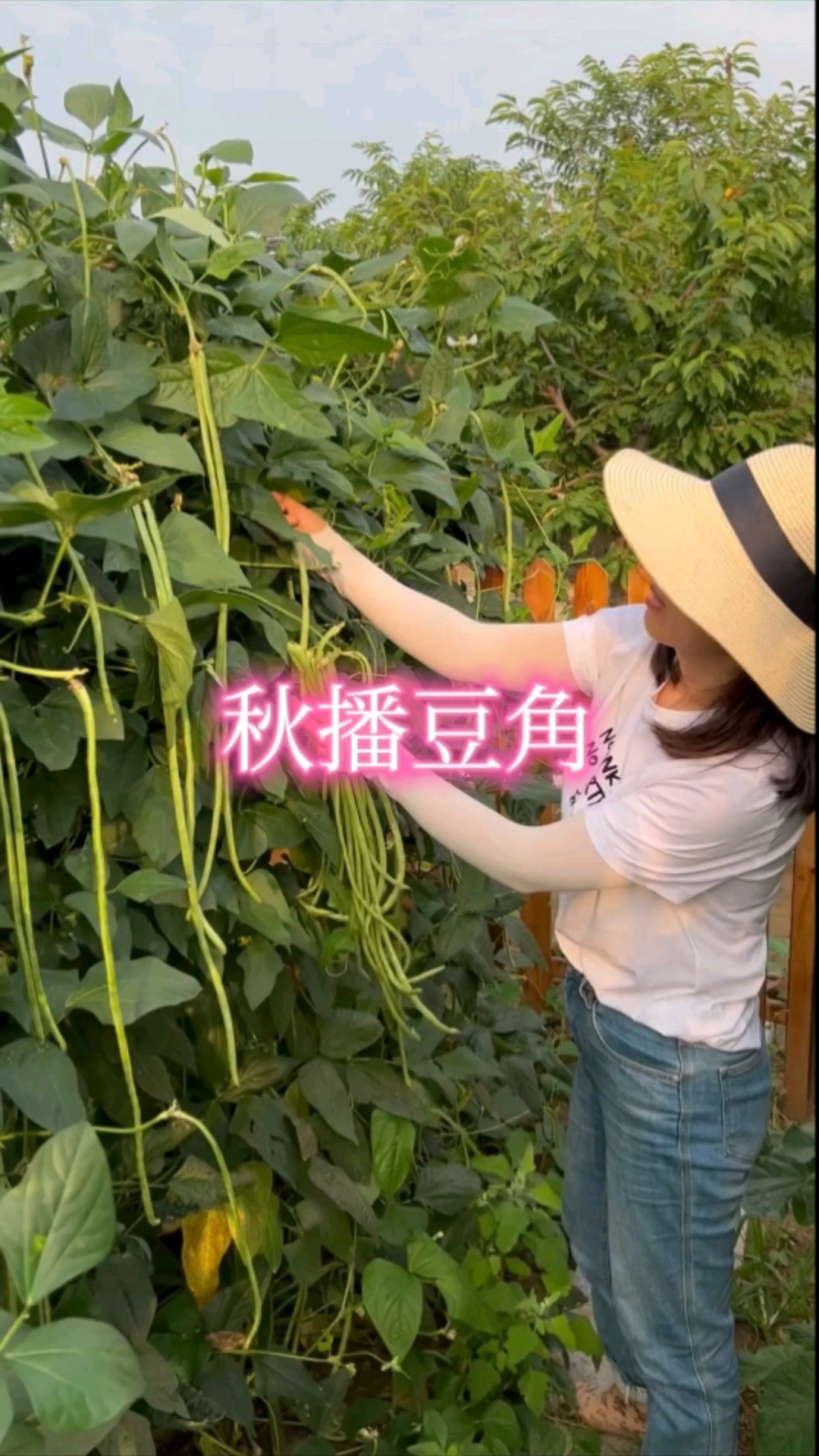 秋播豆角