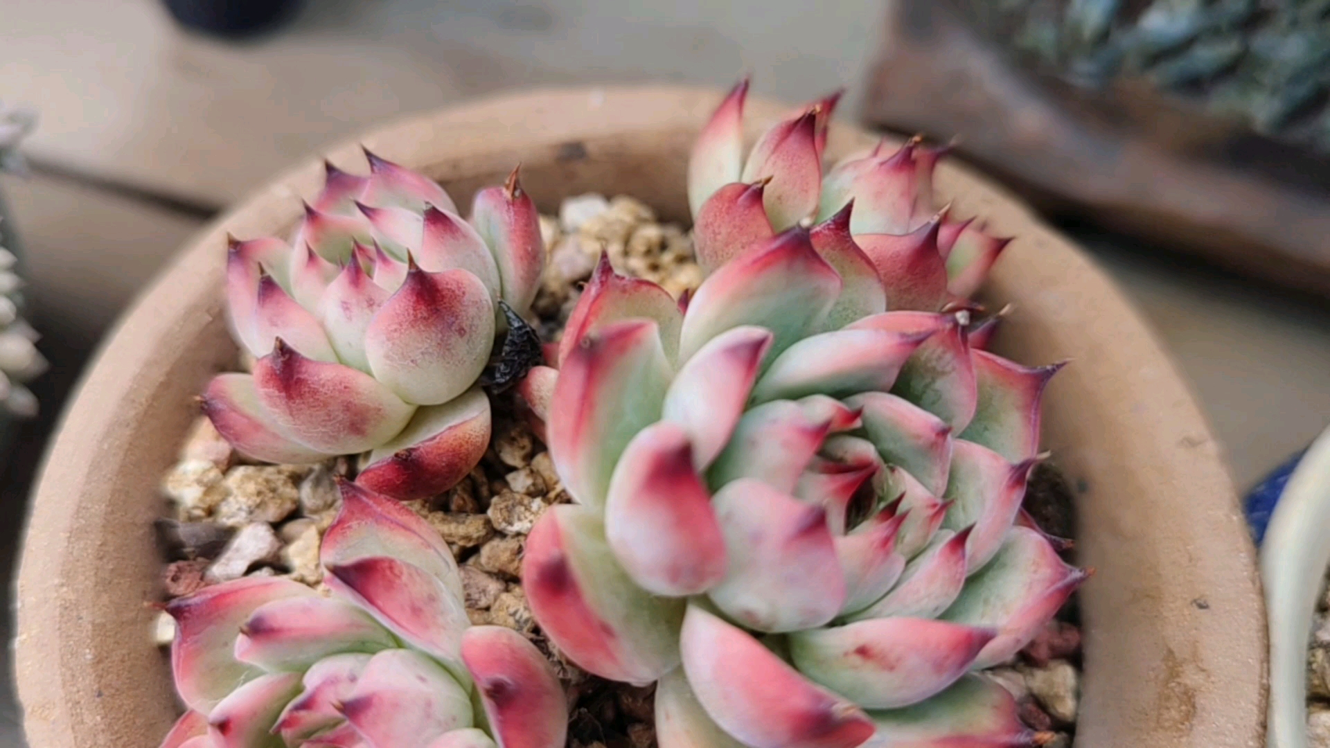 #多肉植物#好看的水蜜桃永不过时,美美哒加萌萌哒!