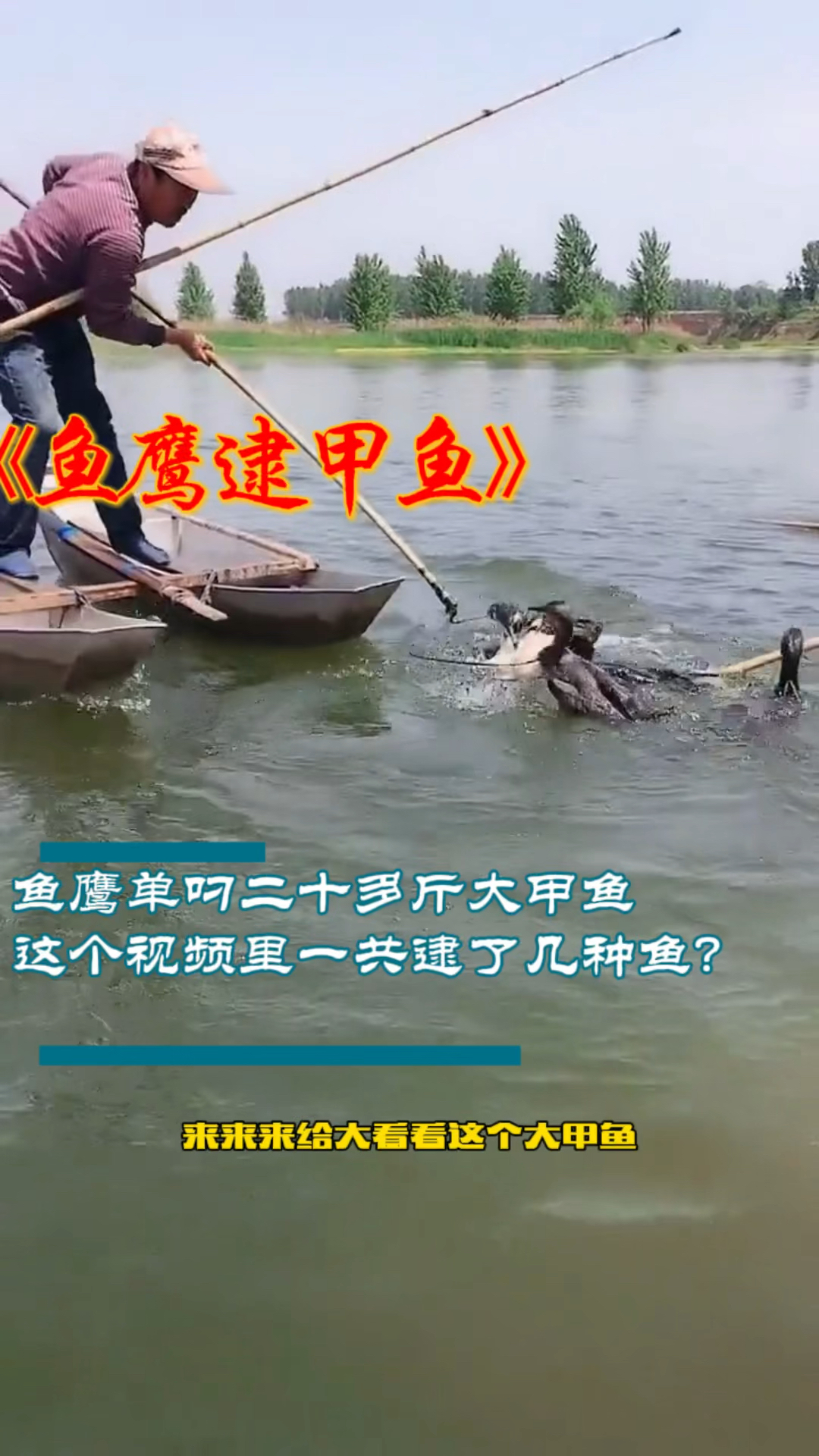 #鱼鹰逮鱼#很多朋友评论没有见过鱼鹰捕捉甲鱼,今天他来了二十多斤的甲鱼鱼鹰一口叼上来非常给
