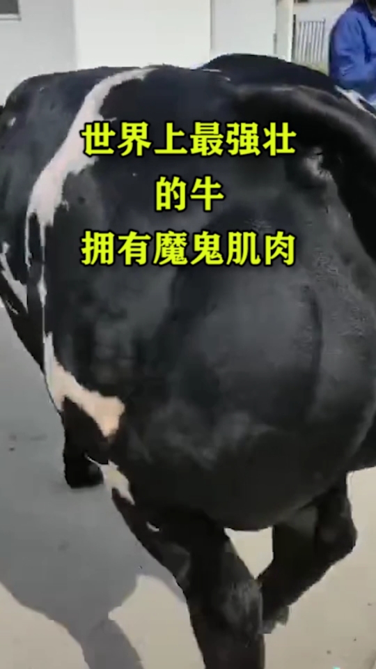 世界上最强壮的牛拥有魔鬼肌肉