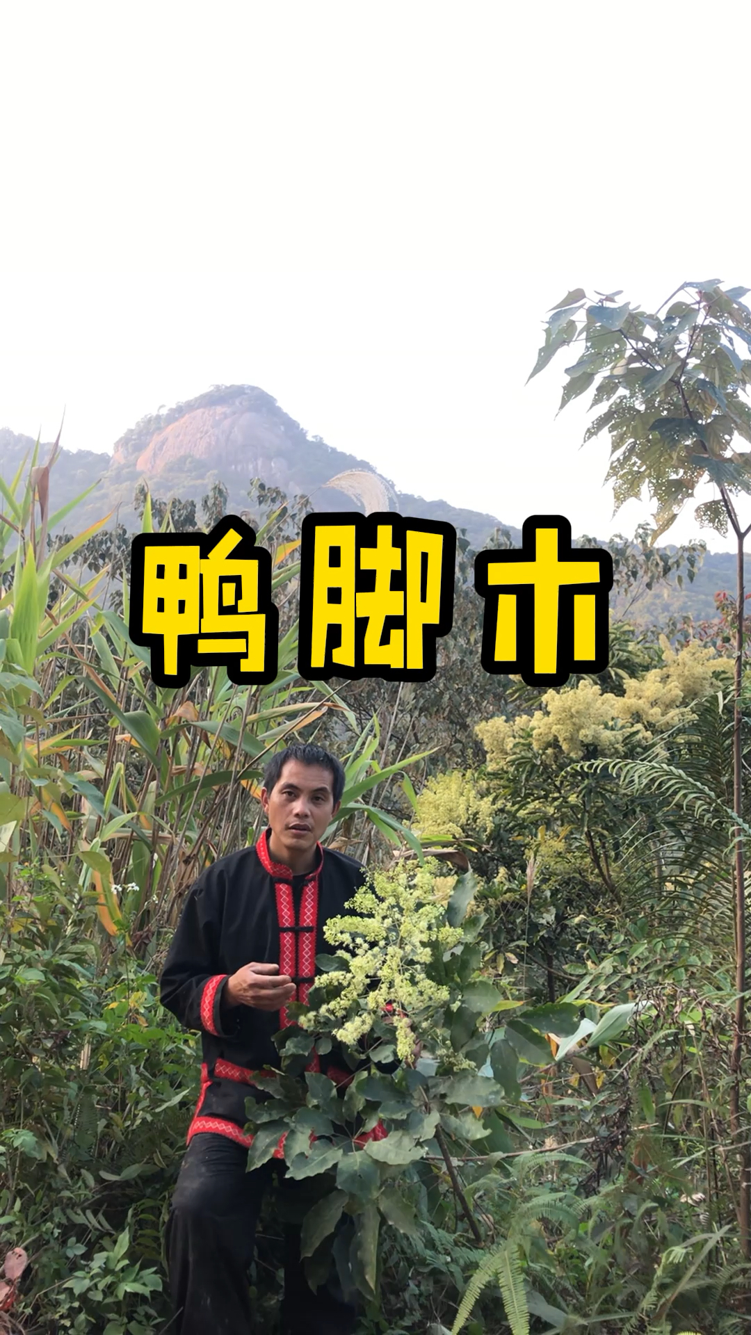 鸭脚木,学名鹅掌柴,是岭南独有的冬蜜蜜源植物
