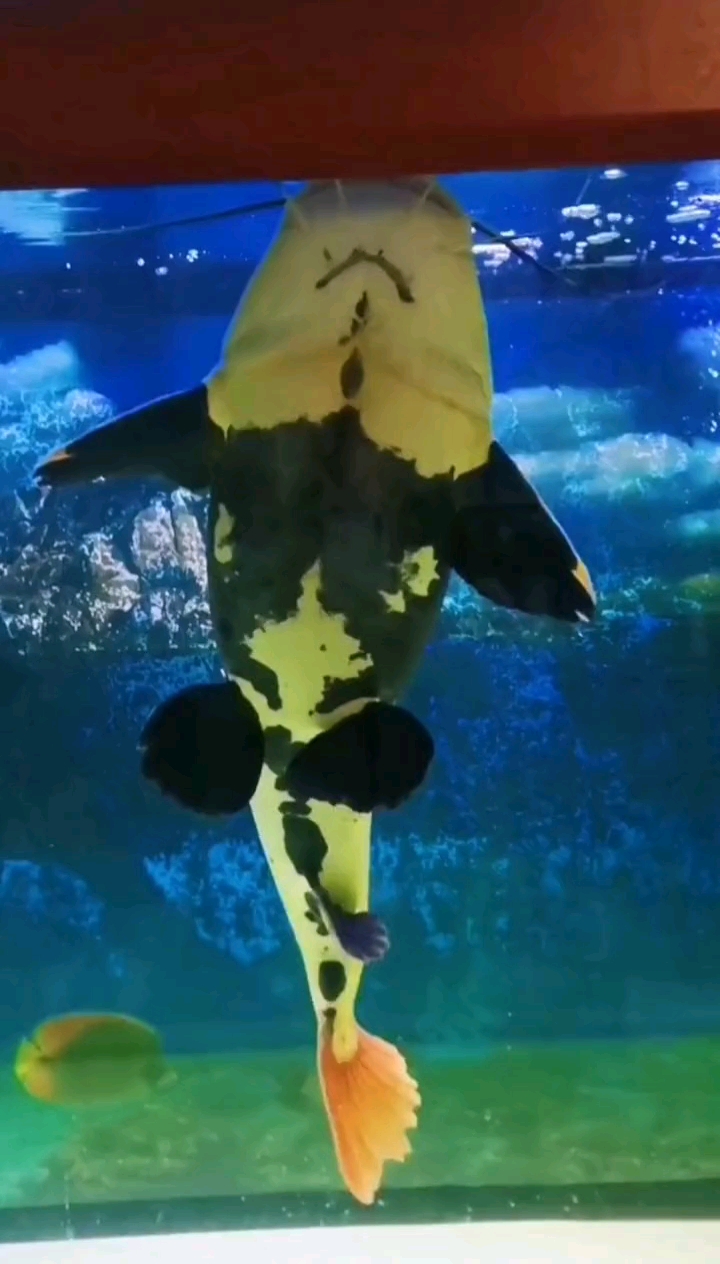 #养鱼#招财猫鱼