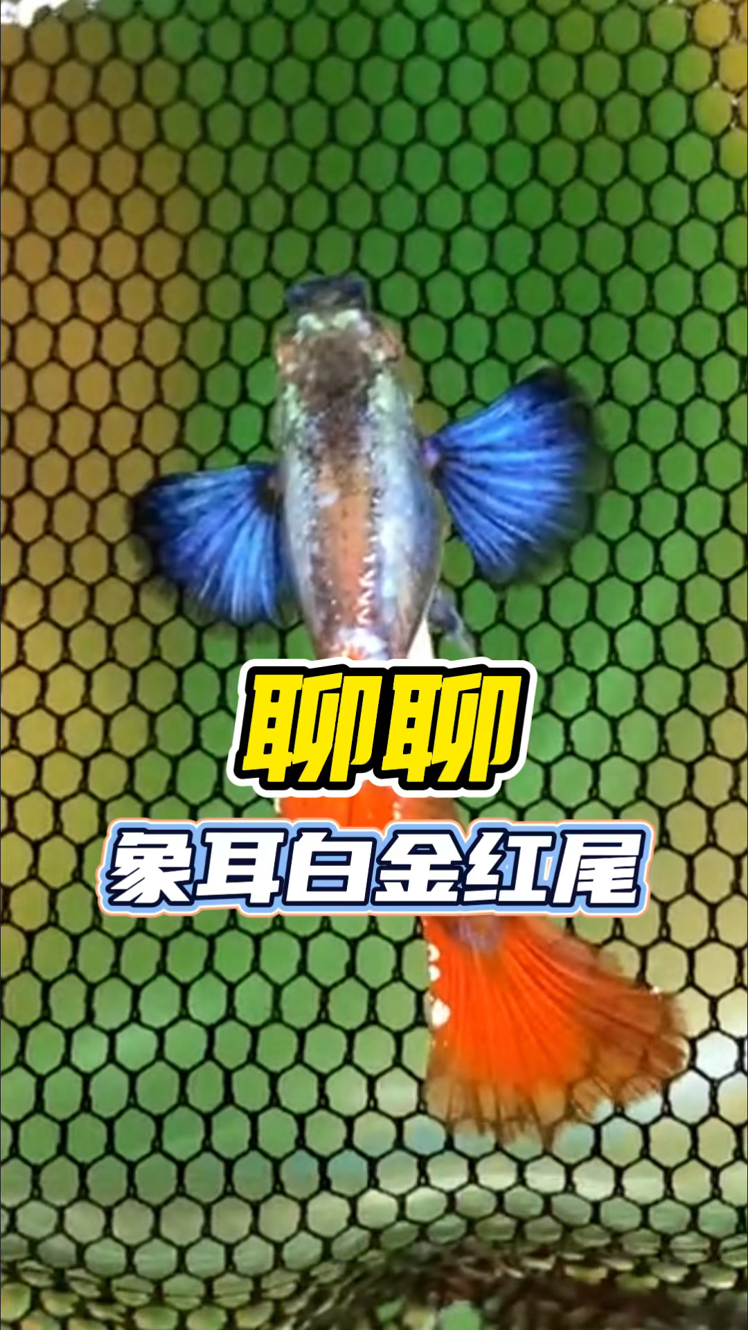 聊聊象耳白金红尾孔雀鱼