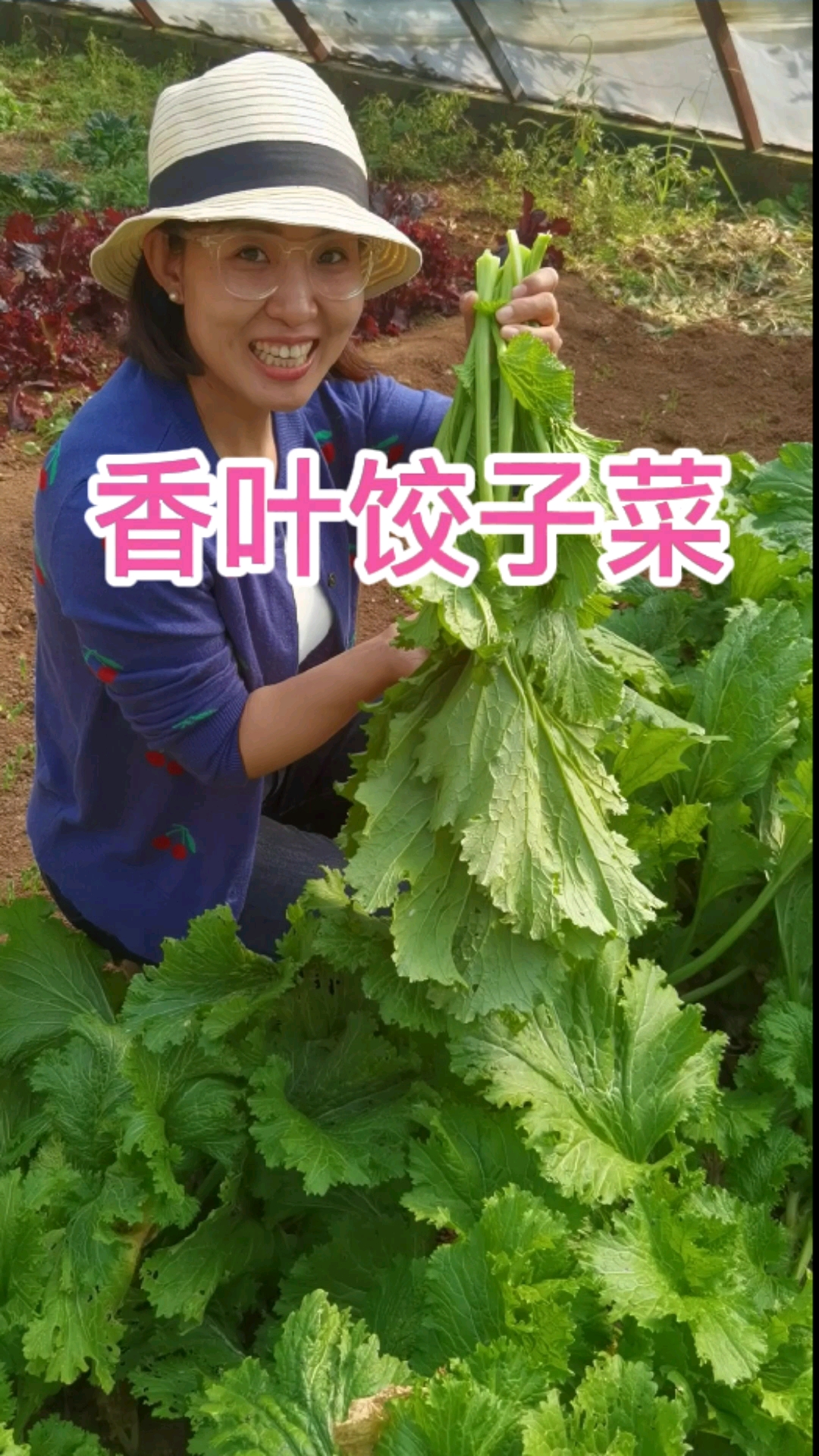 香叶饺子菜