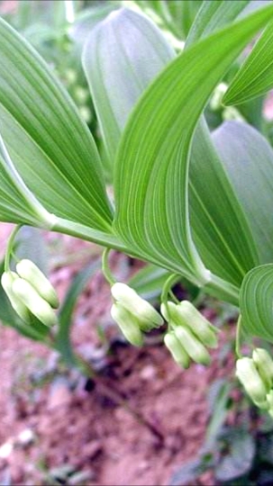 玉竹别名萎,地管子,尾参,铃铛菜,葳蕤,是百合科黄精属植物。