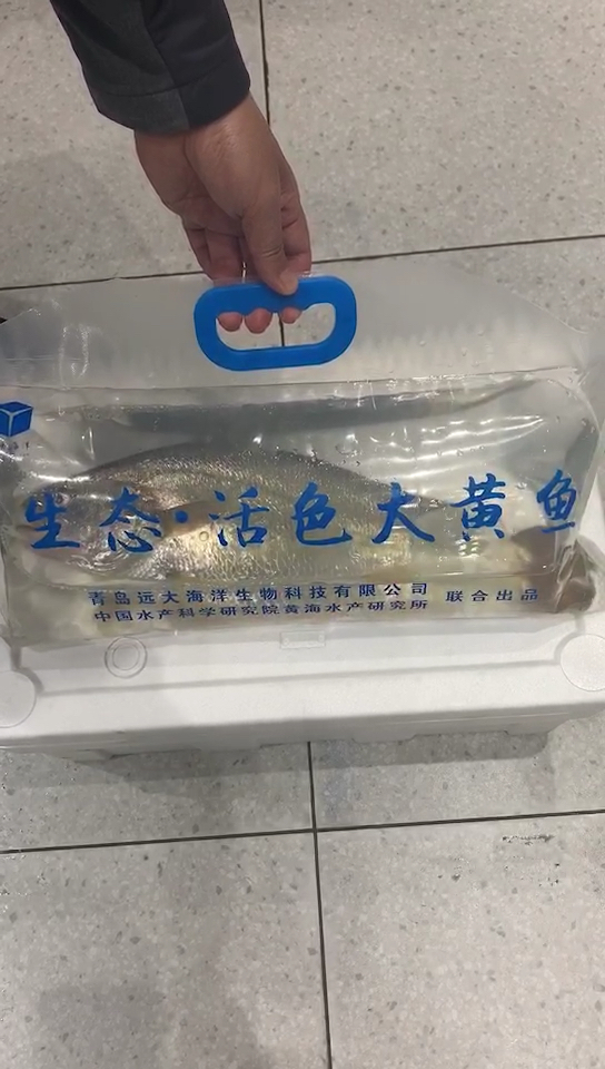 你吃过活的黄花鱼吗?生态·鲜活大黄鱼(黄花鱼)已经来到北方。