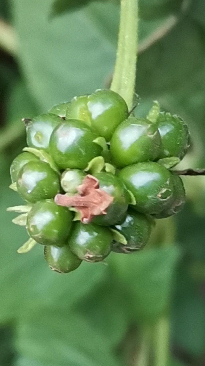 #认识植物#马缨丹和蔓马缨丹是有区别的,你能看出来吗