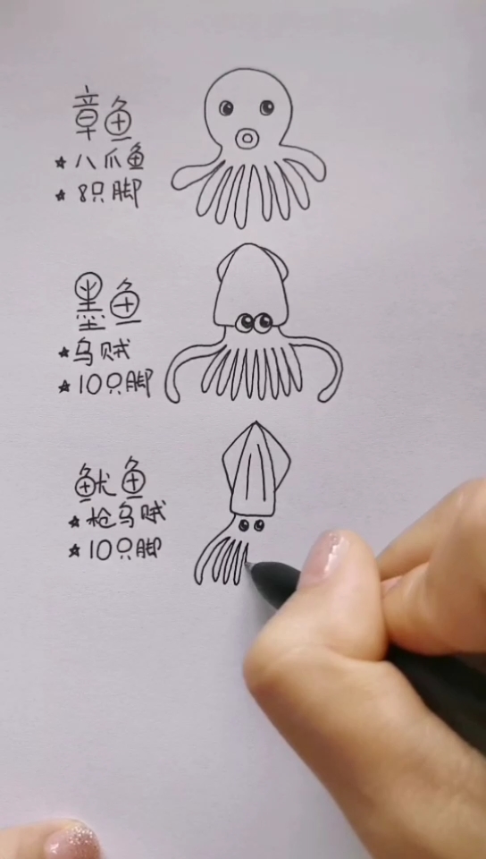 #简笔画#李点点简笔画～章鱼、墨鱼、鱿鱼,傻傻分不清楚?