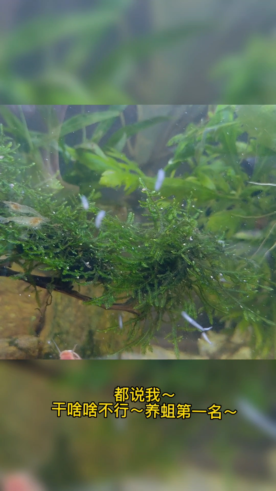 鱼缸里有涡虫怎么办?