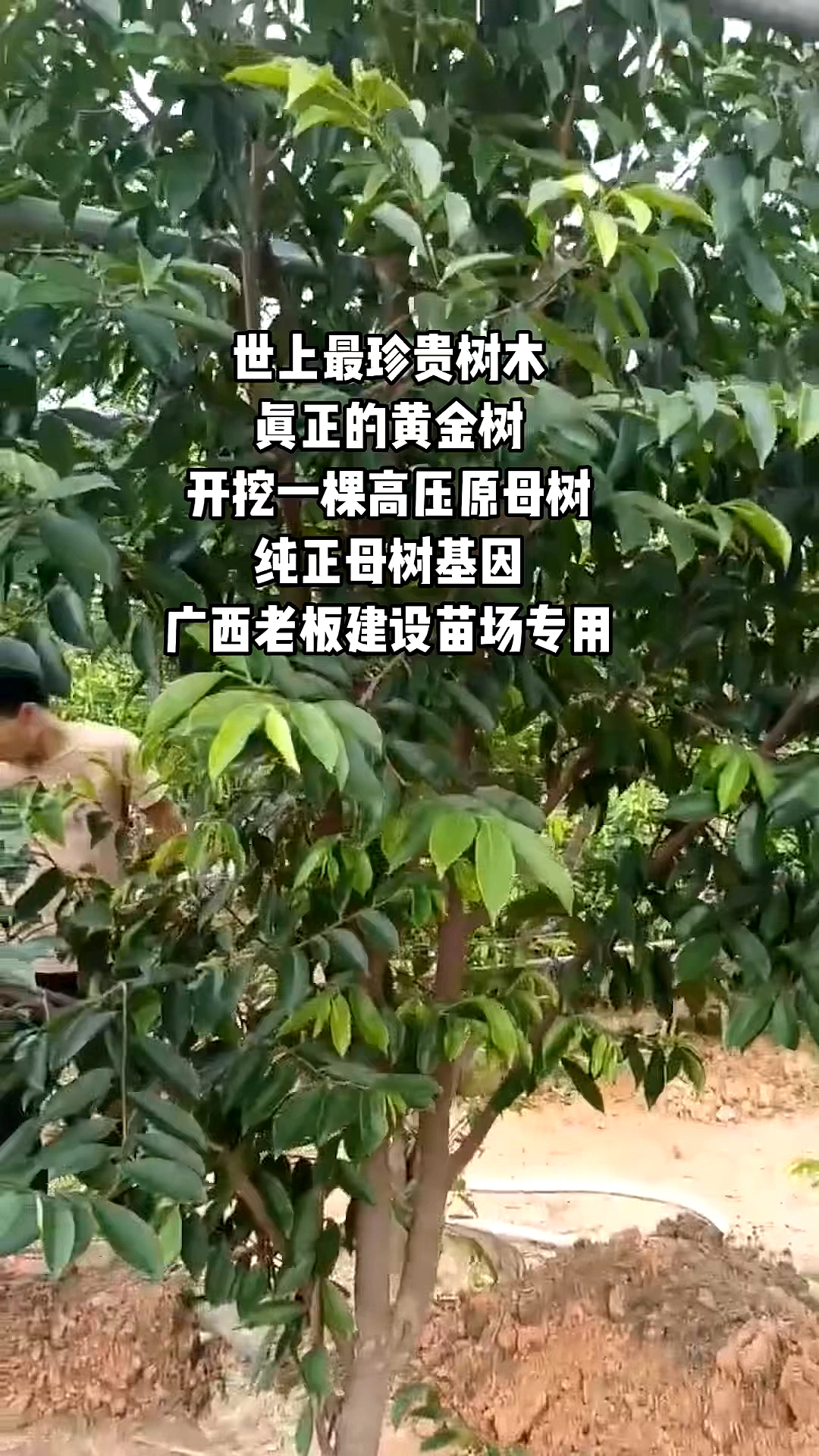 #沉香#开挖一棵高压原母树,纯正的原母树基因!