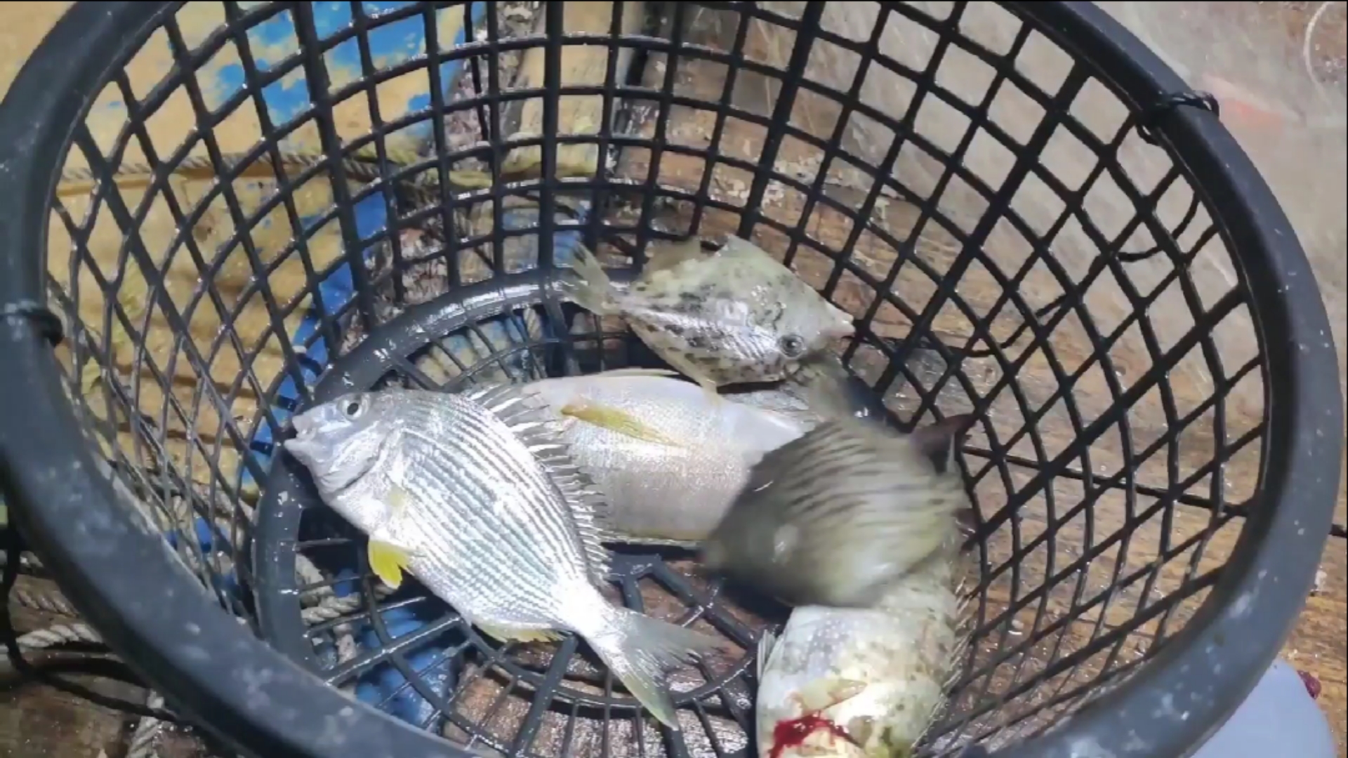 #南澳岛#彪哥乘风破浪去外海捕鱼,这里渔获比较大而且肥,现在的价格也高(三)