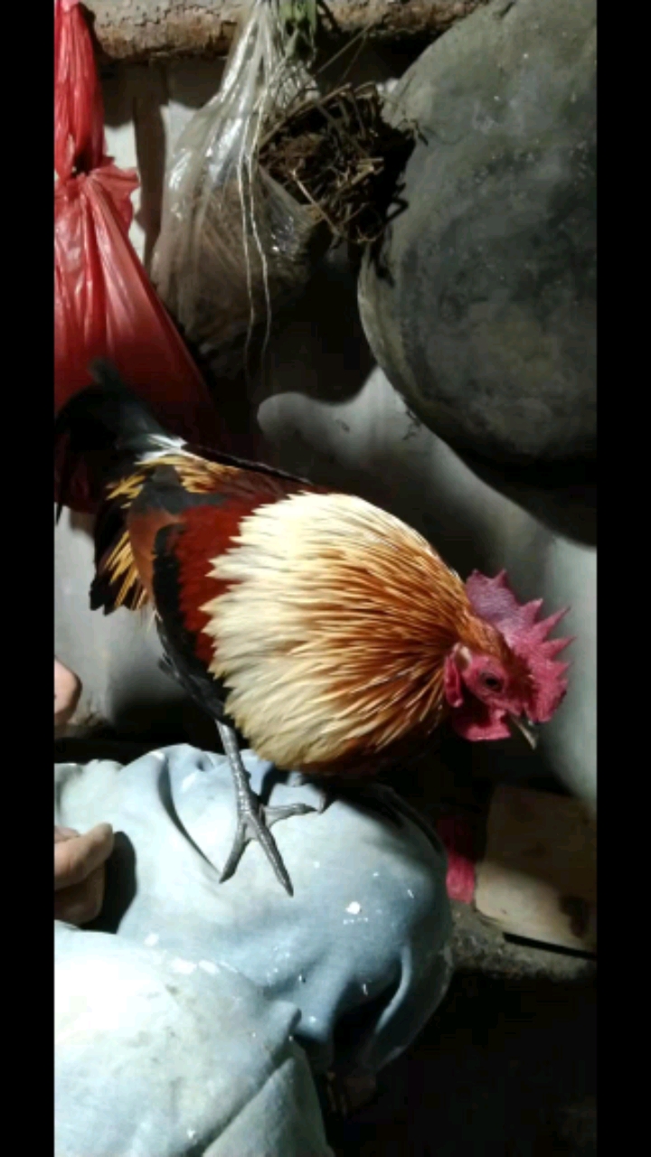 二代原鸡,漂不漂亮你说了算。