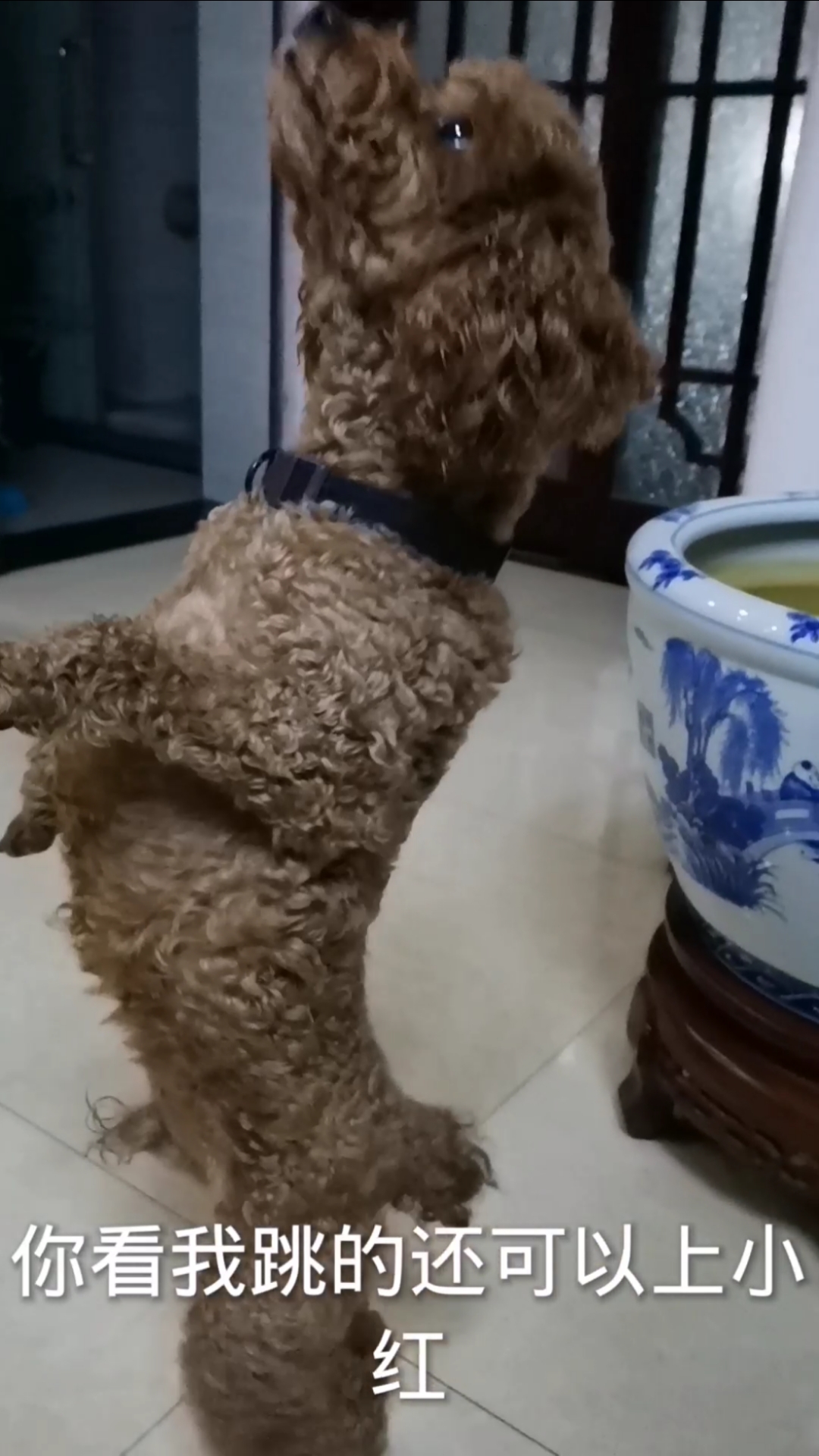 跳支天鹅舞