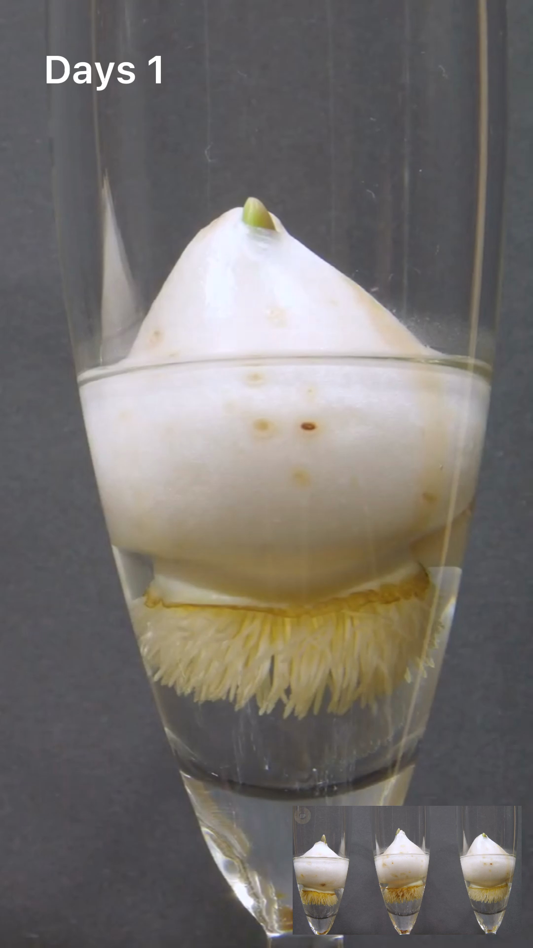 #种植技术#郁金香30天生长全过程