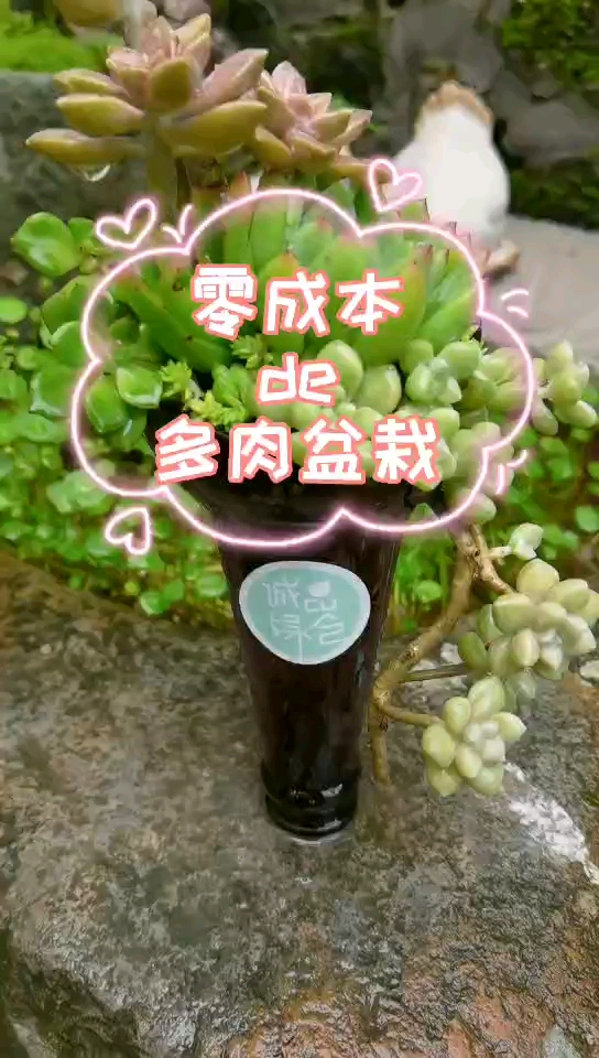 用废弃的玻璃瓶和蜂窝煤渣制作#多肉#盆栽,简单好玩有创意,关键零成本