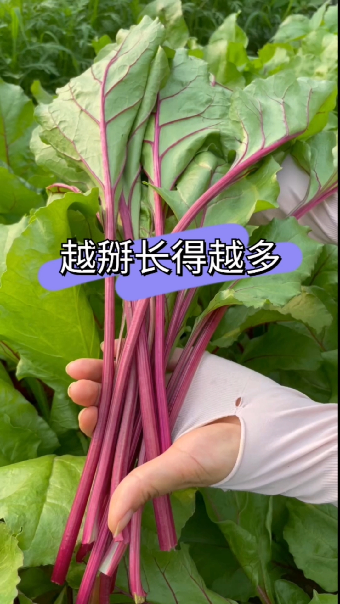 红根达,掰叶子采收,越掰长得越多,它耐热耐寒,夏天种它,长的又快又好