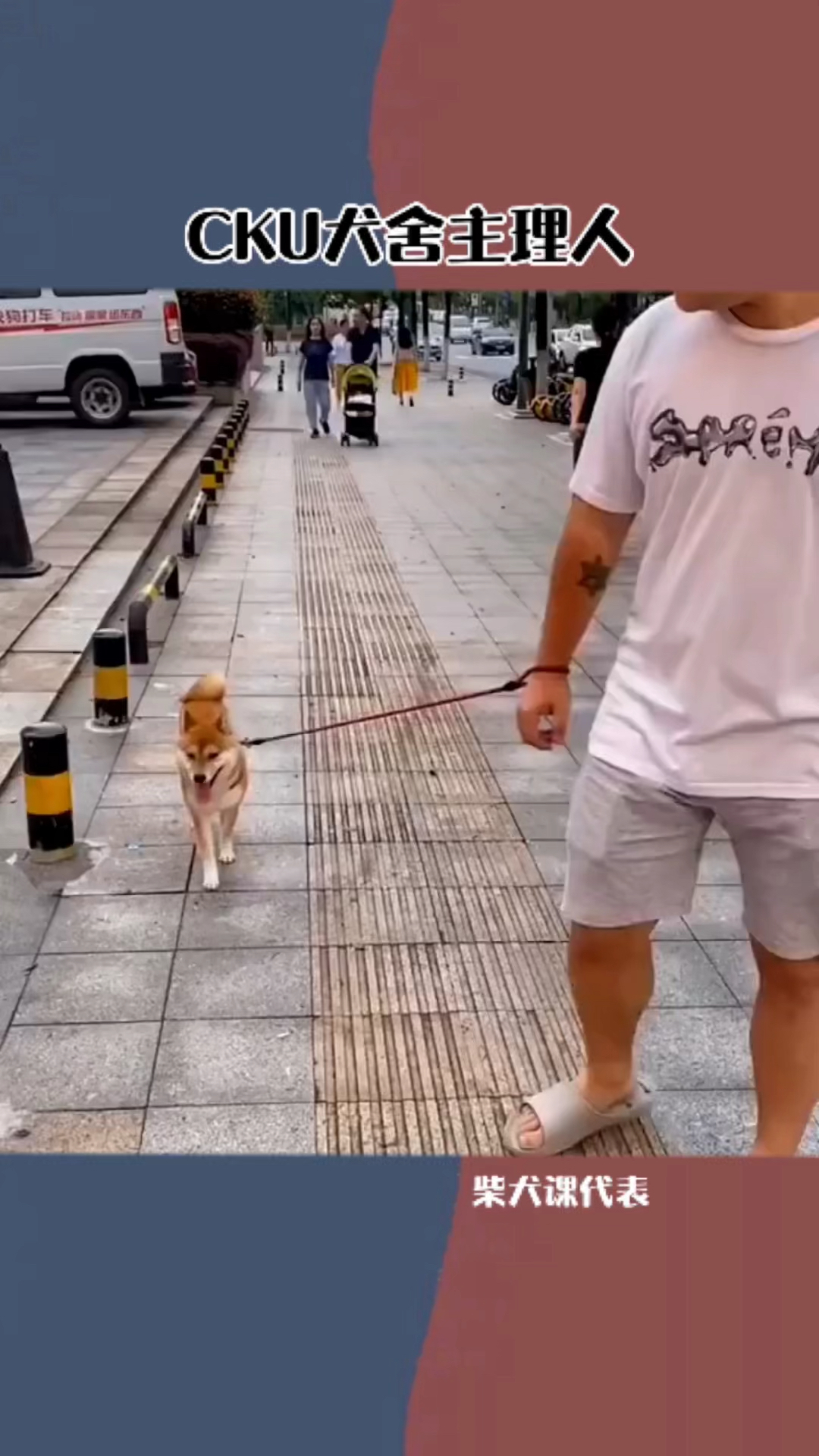 #柴犬#可怜的狗子,这是被揍多少次,才会出现条件反射
