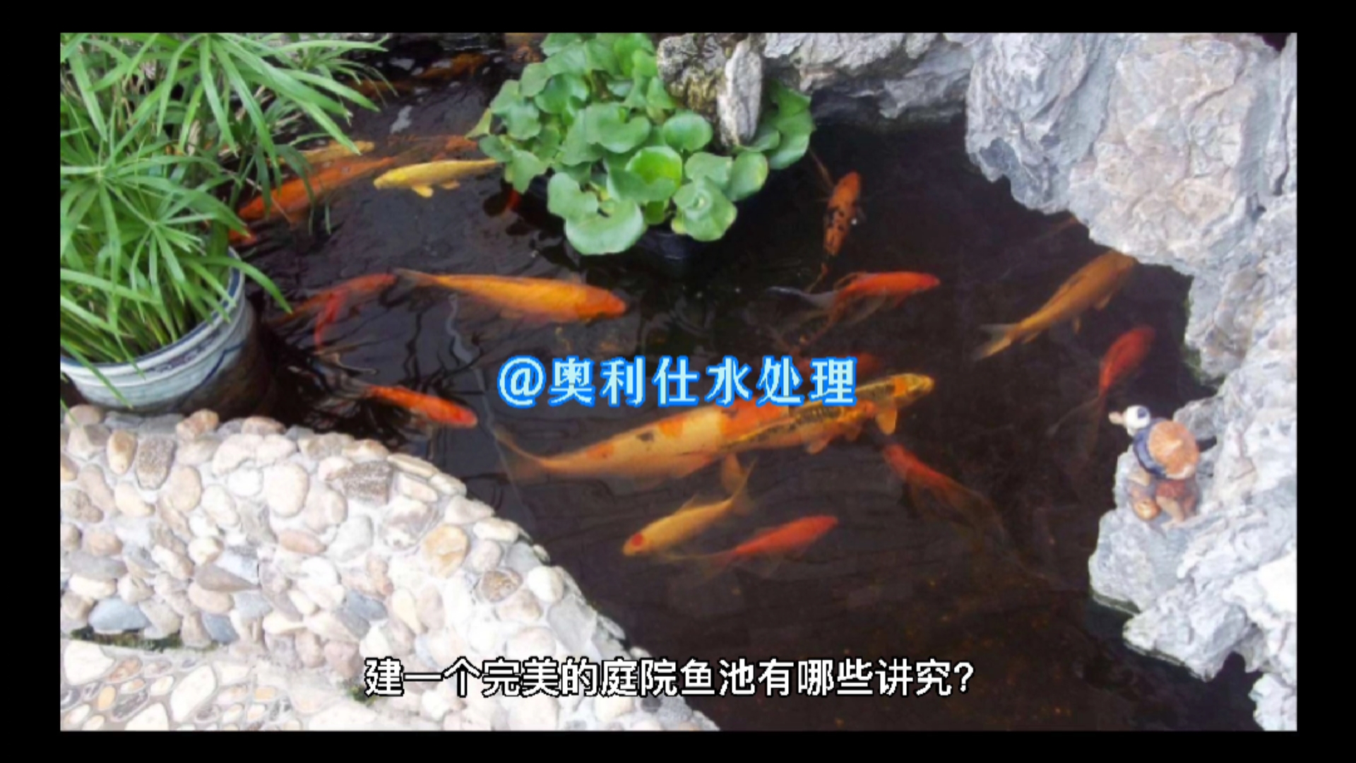 建一个完美的庭院鱼池有哪些讲究?