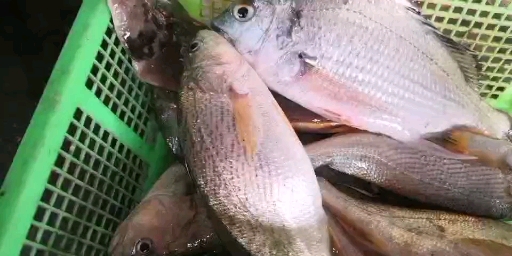 野生椿只,海鲫鱼