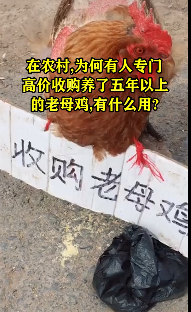 #奇闻趣事抢先看#在农村,为何有人专门高价收购养了五年以上的老母鸡,有什么用?