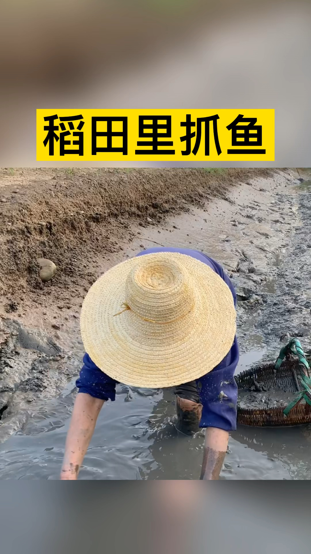 #乡村生活#稻田抓鱼是一种什么体验～