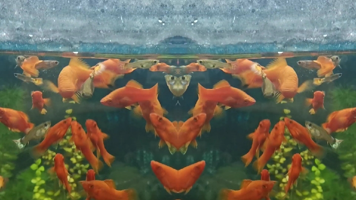 #乡村生活#鱼儿游游,无忧无虑!