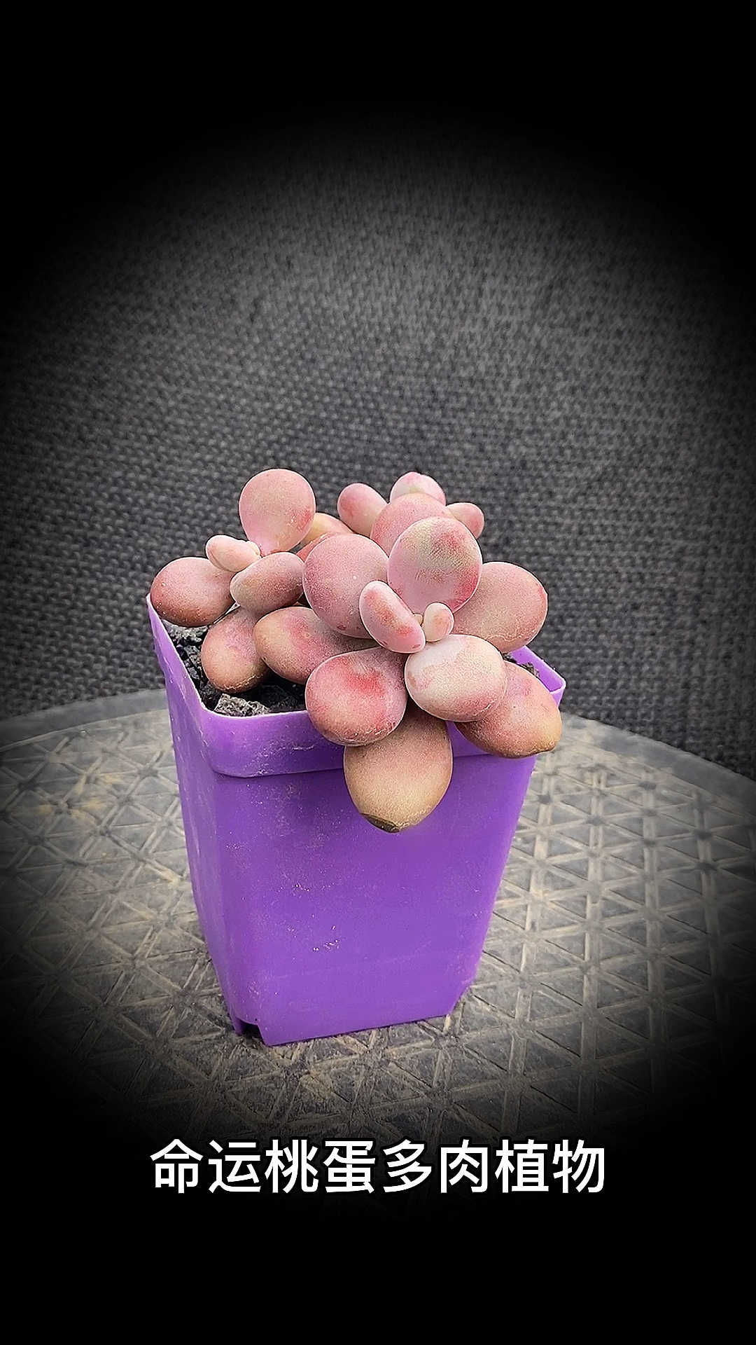 #有一种可爱叫多肉!#命运桃蛋多肉植物:是景天科风车草属的一种多肉植物,是桃蛋的一种。