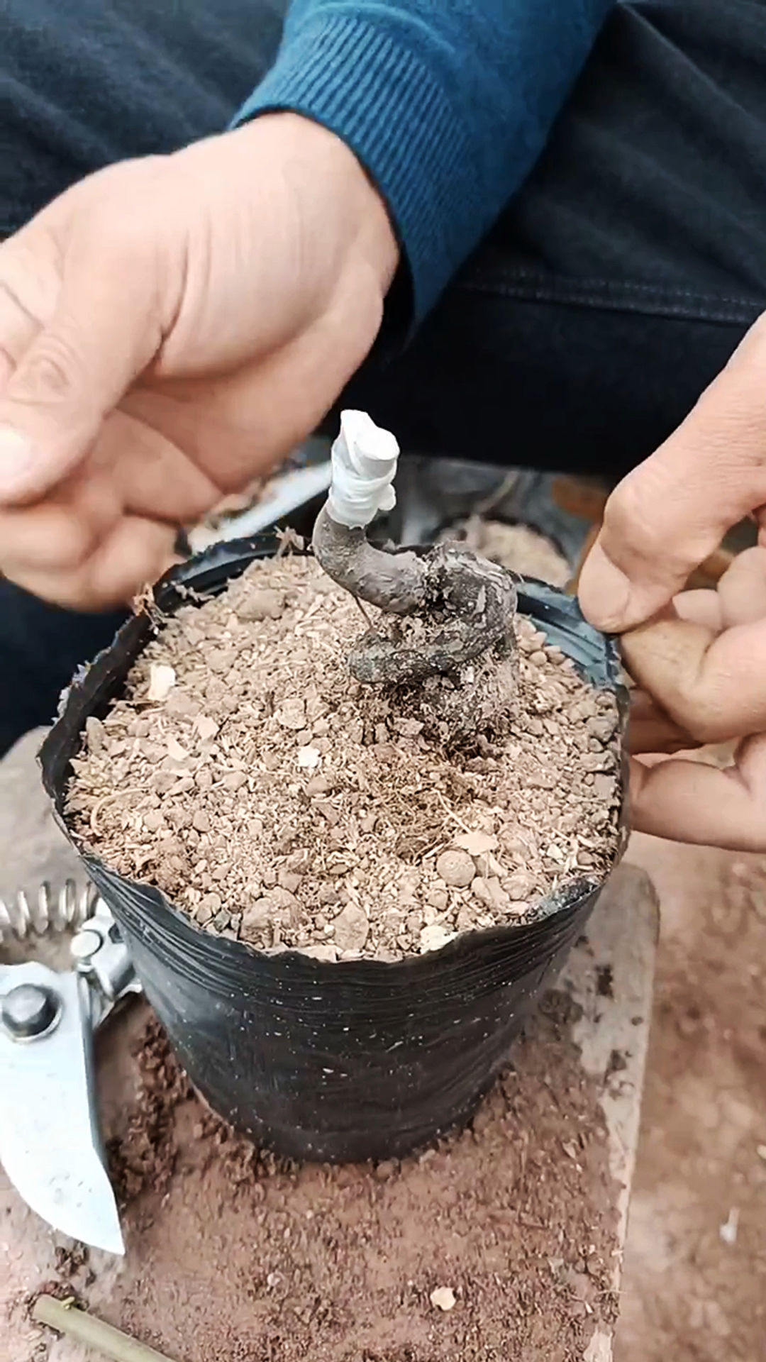盆栽老鸭树嫁接,采用插皮嫁接法