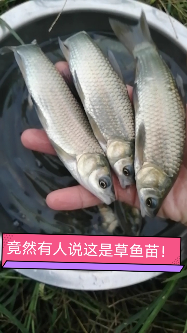 这不是草鱼苗,这是青鱼,又叫螺丝青,专门吃田螺长大的,只要有吃的,一年可长10斤