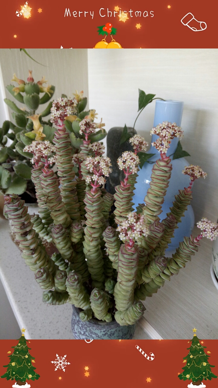 #多肉植物#钱串串开花了