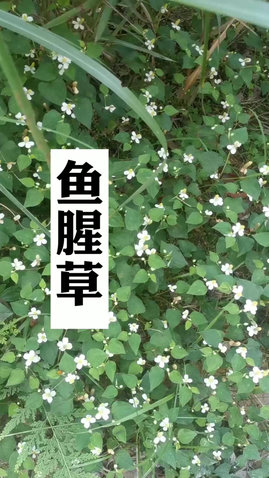 鱼腥草,又叫折耳根,你喜欢吃吗?