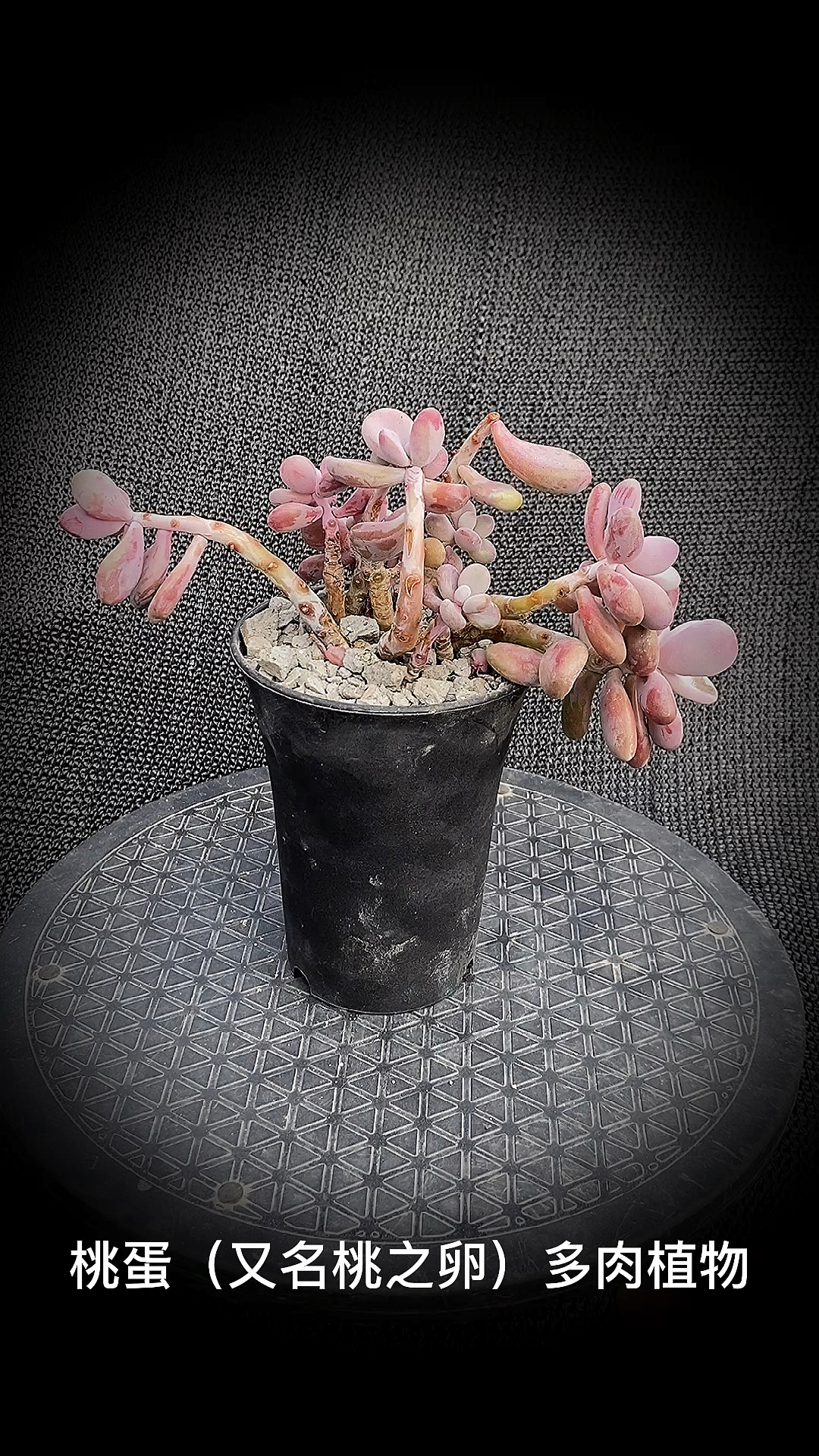 #有一种可爱叫多肉!#桃蛋(又名桃之卵)多肉植物:是景天科风车草属的一种多肉植物。