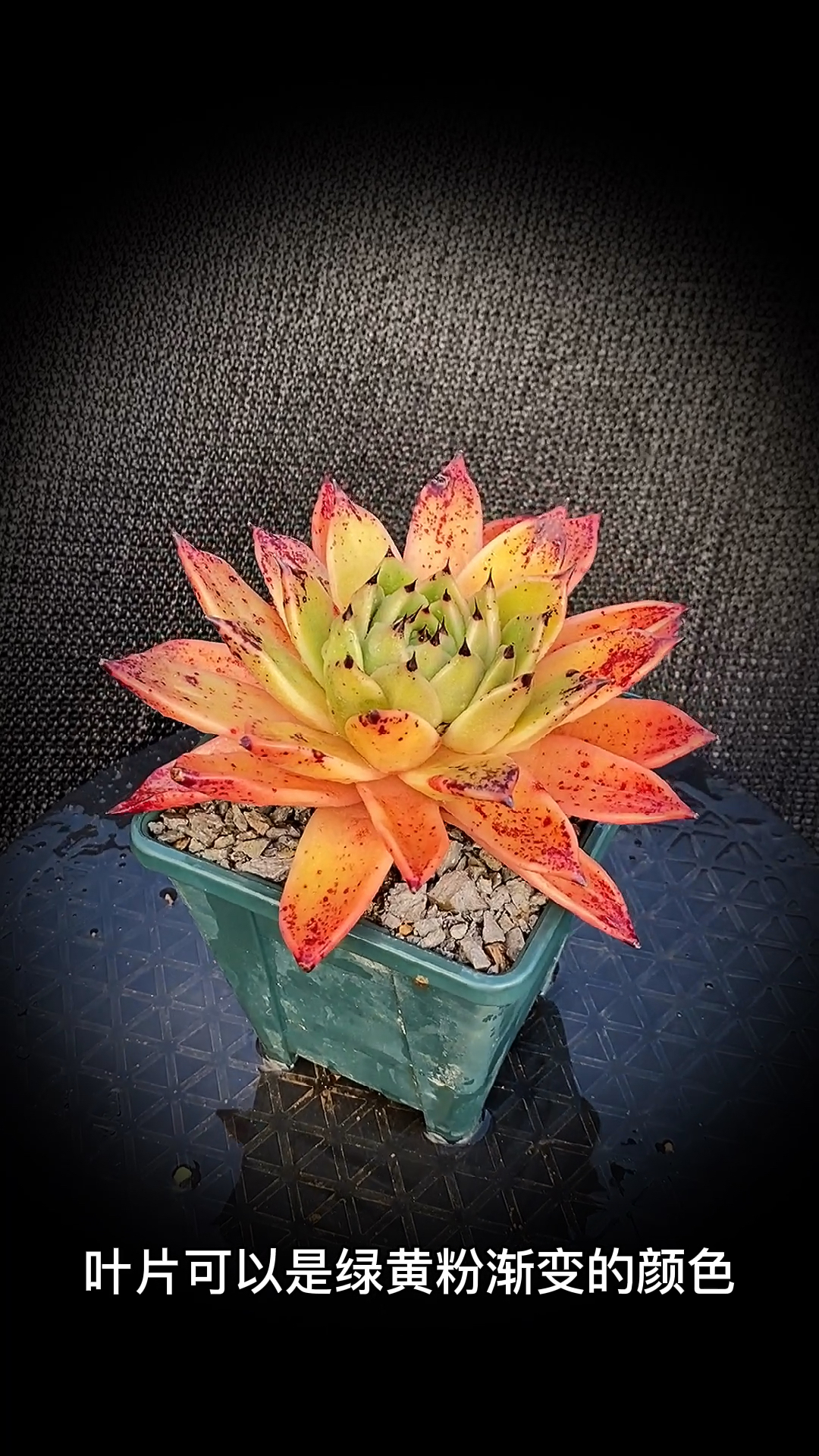#有一种可爱叫多肉!#万圣夜杂多肉植物:是景天科拟石莲花属多肉植物,是万圣夜和某东云系的杂