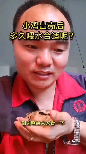请教一下大家…小鸡都出壳12个多小时了,他为什么还不懂喝水呢?