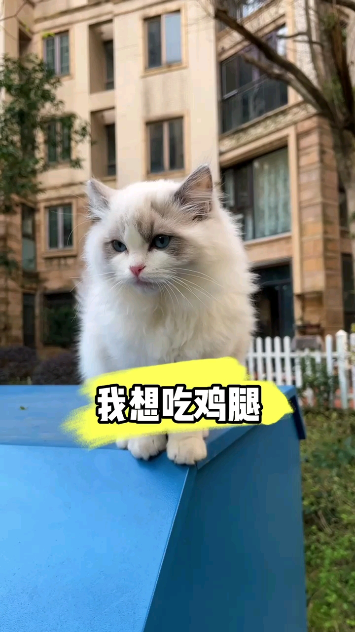 我想吃肉