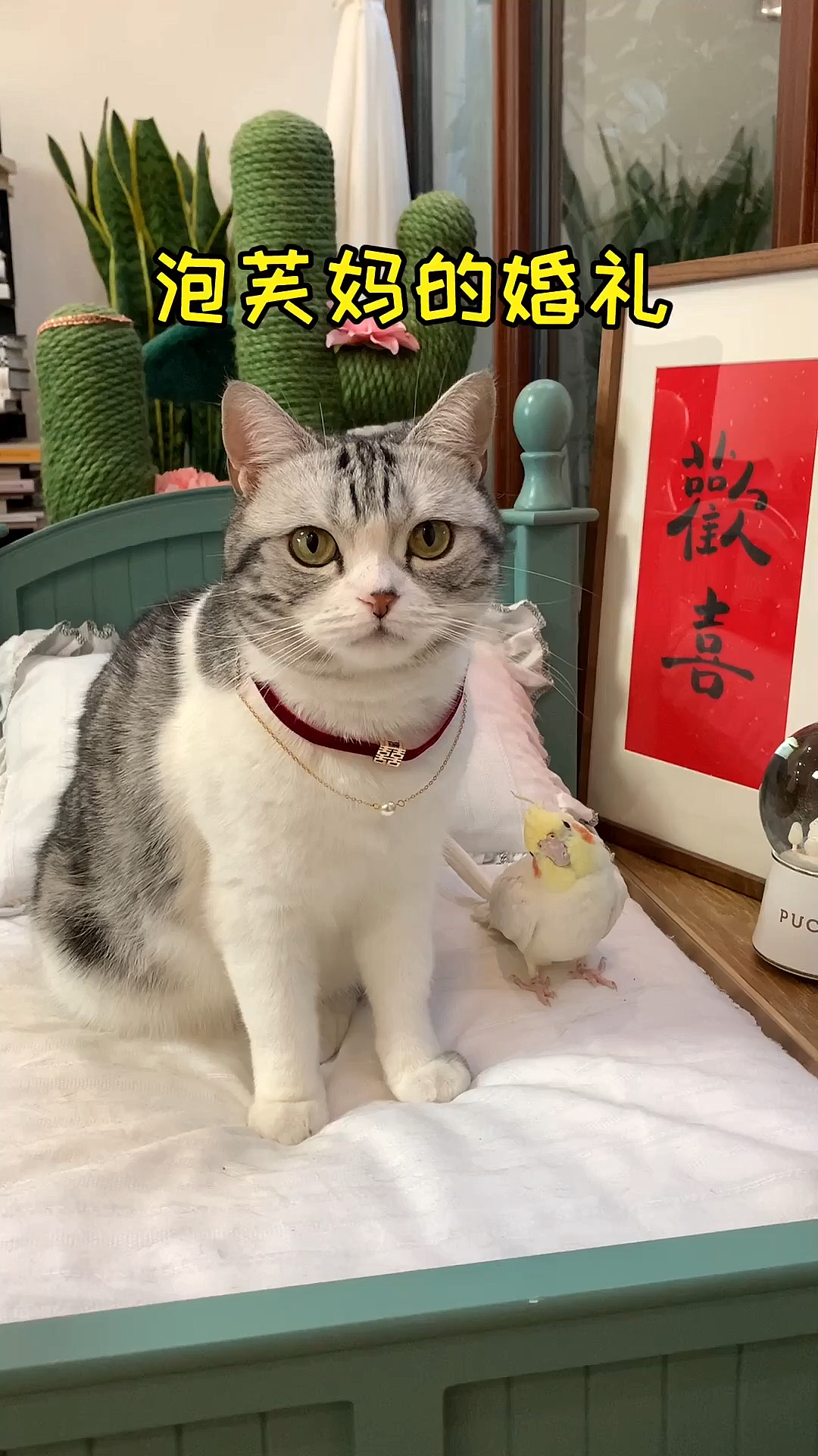 #婚礼#从此以后，一猫，两人，三餐，四季。我结婚了，一人一句话，祝福我吧～