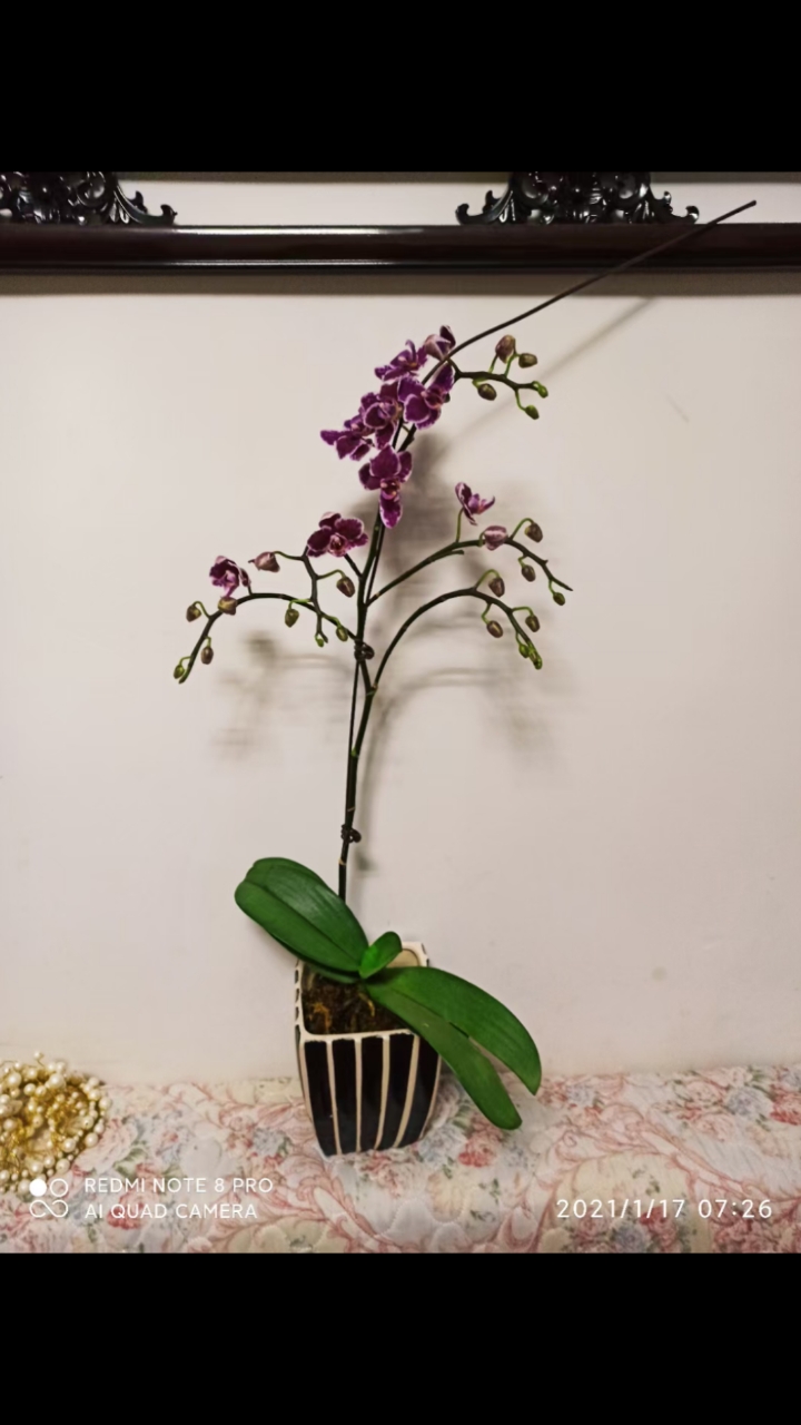 元旦在花市买日日见财和巧克力蝴蝶兰二次出花枝了,8月份能开花