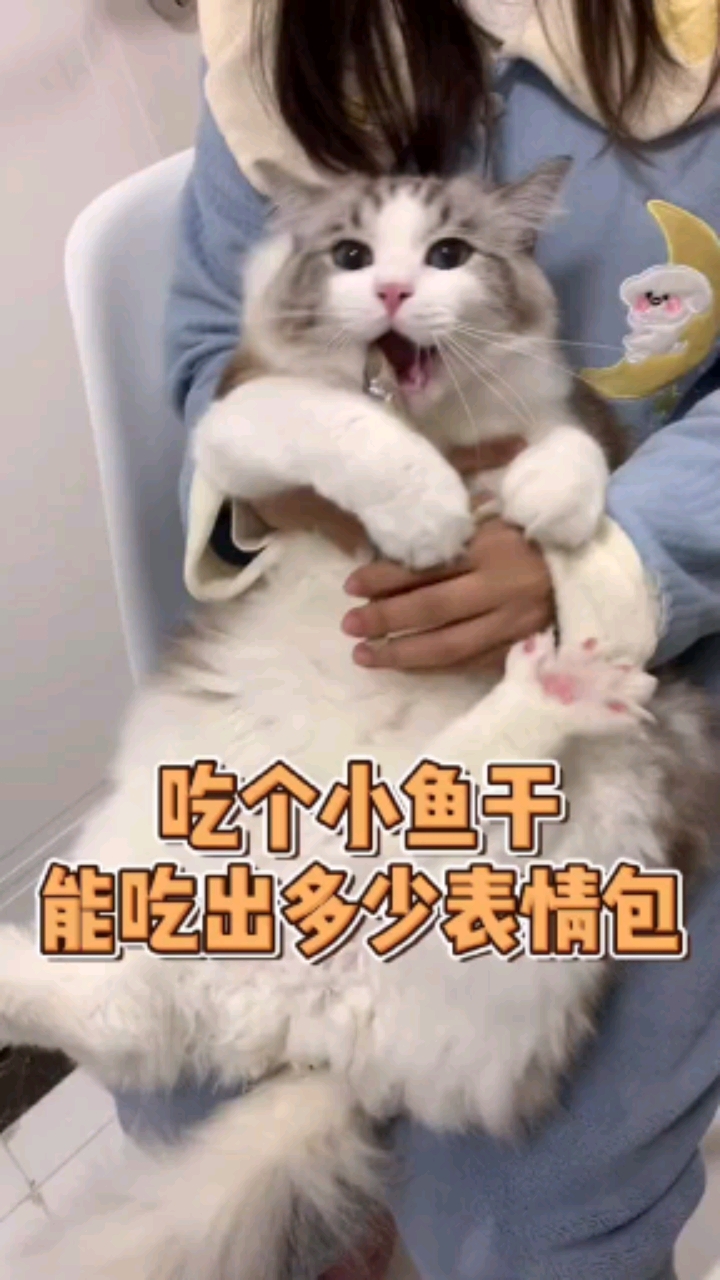 吃个小鱼干能吃出多少表情包