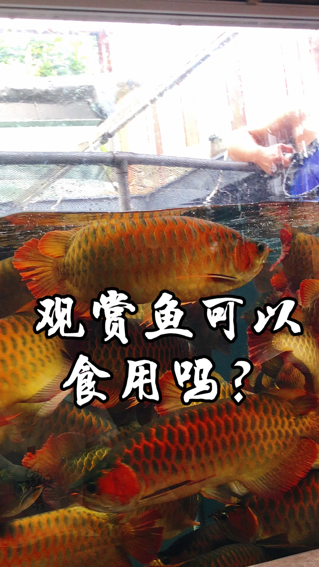 敢不敢吃,你说的算